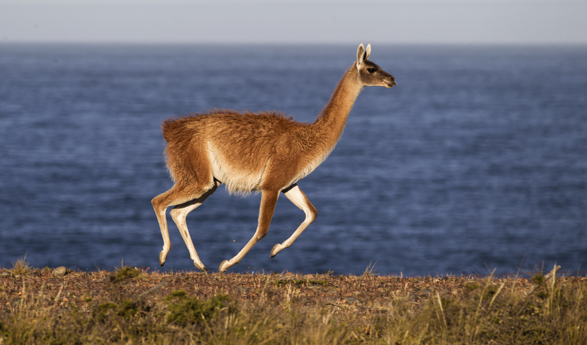 Guanaco