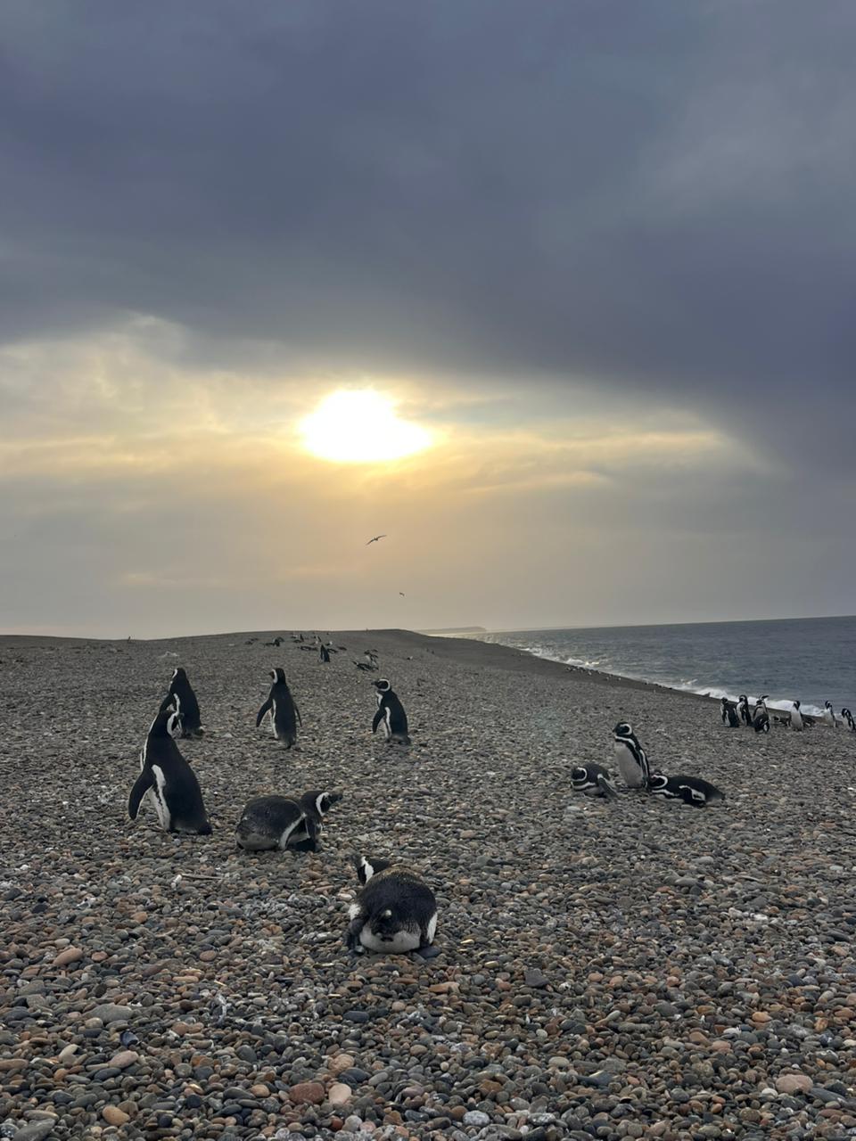 Sunset pingüinos